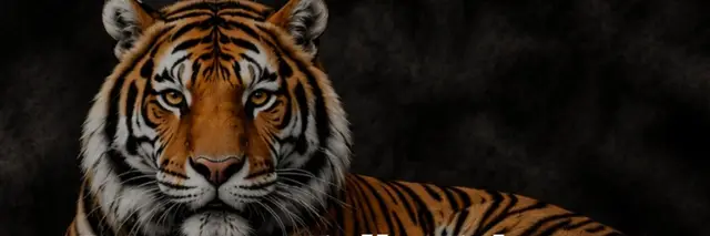 Big Beaver Falls Education Foundation "Tiger Trot" logo