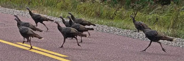 Blackhawk Turkey Trot logo