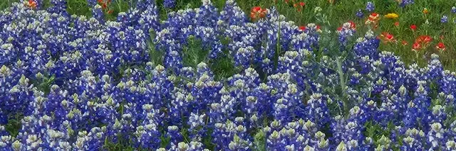 Bluebonnet Trail Run 50 Miler • 50K • Marathon • Half Marathon & Ruck • 10K • 5K logo