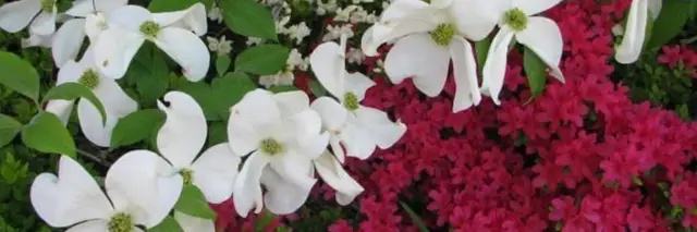 Dogwood-Azalea Festival 5k logo