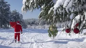 Frosty Forest 5k logo