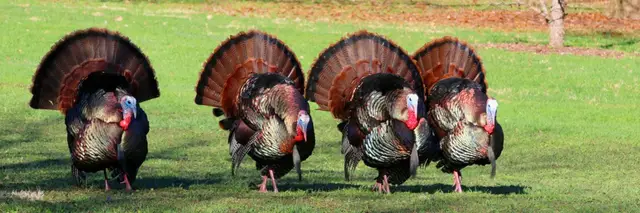 Glenview Gobbler 5K Run/Walk and Dash logo