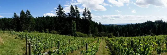 Helvetia Wine Run 5k logo