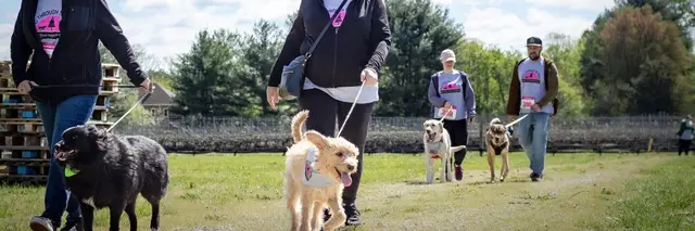 Lucky Paws Animal Assistance Annual “Wag through the Pines” Doggie Walk/Run logo