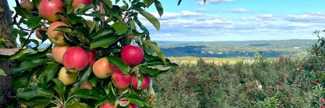 Lyman Orchards Pie Run logo