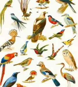 National Bird Day 5k logo
