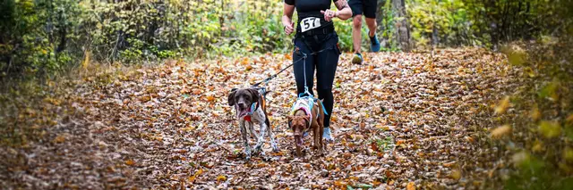 Paws for a Cause Canicross & Trail Run/Walk for Charity 2027 logo