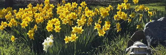Penn Valley Daffodil Race logo