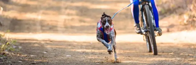 Redpaw's Dirty Dog Dryland Derby logo