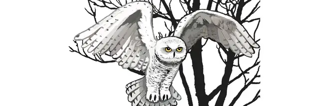 Snowy Owl Trail Race logo