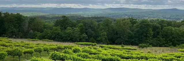 Stony Mountain Vineyard 5K logo
