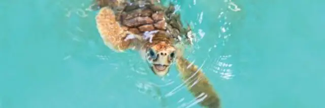 Turtle Crawl 2027 logo