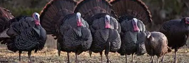 Wild Turkey 3 Miler logo