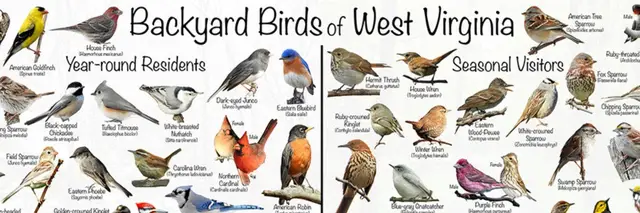 Wings & Wander:  Fall Migration Bird Watching logo