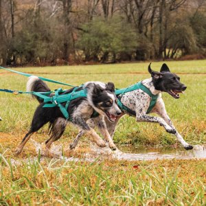 NACC's RACE AROUND RED TOP