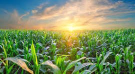 POG 5 Mile Run/Walk Logo