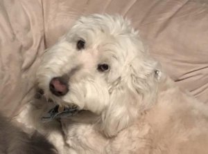 Run to Remember: In Honor of Our Beloved Pets