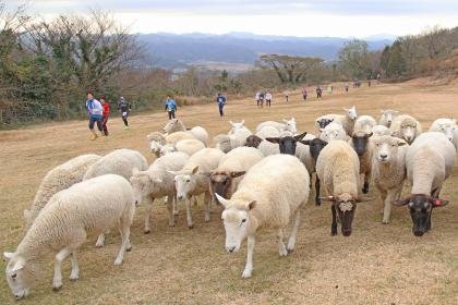 15th Christmas Trail Run (20km & Ekiden) (第15回クリスマストレイルラン（20km&駅伝）)