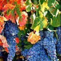 2026 Napa Fall Wine Country Marathon, Half Marathon, 10K, & 5K