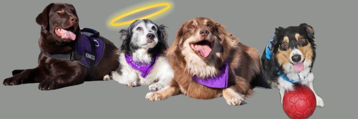 6th Annual PAWS Against Domestic Violence Pet Walk - 10 AM to 1 PM