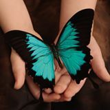 Annual W.A.R. (Walk and Run) Against Ovarian Cancer benefitting Ovations for the Cure Logo