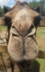 Bahia Shrine 5K Camel Walk/Run Logo