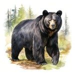 Bear Valley Triathlon