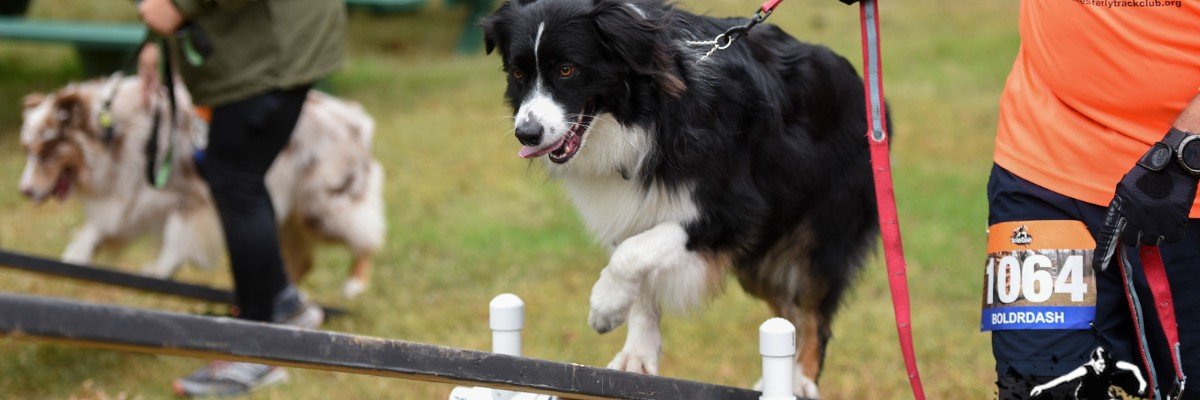BoldrDash DoggieDash