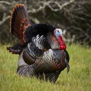 Bremond Turkey Trot Logo