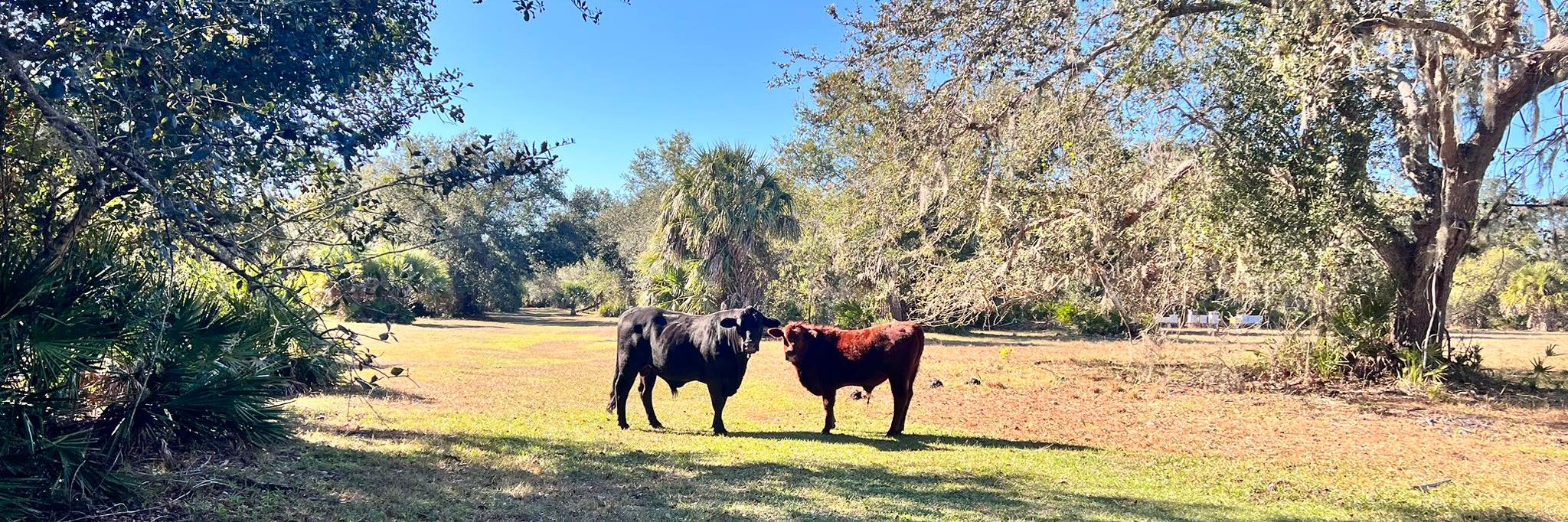 Buddy the Bull Stampede