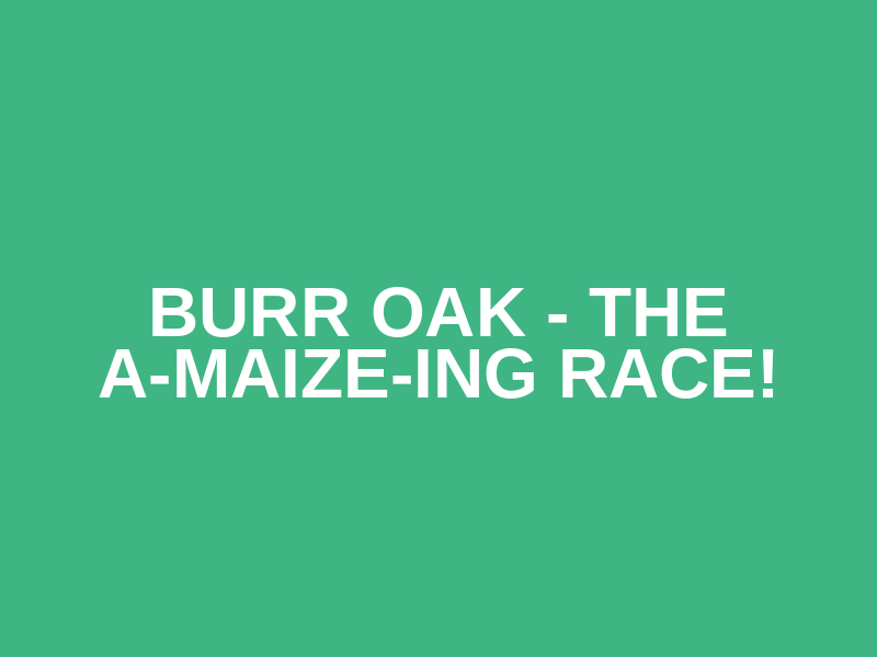 2026 Santa Shuffle Chilliwack: Fun Run & Elf Walk Logo