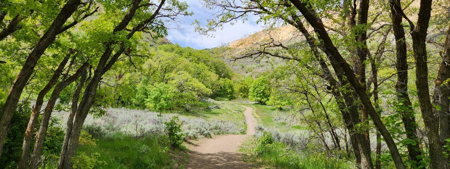 Butterfield Canyon Marathon