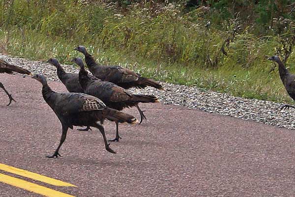 College of the Canyons 18th Annual Turkey Trot Logo