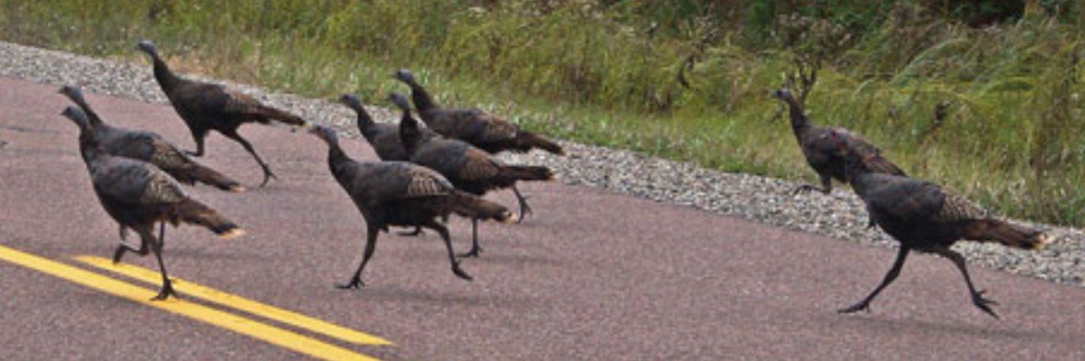 College of the Canyons 18th Annual Turkey Trot