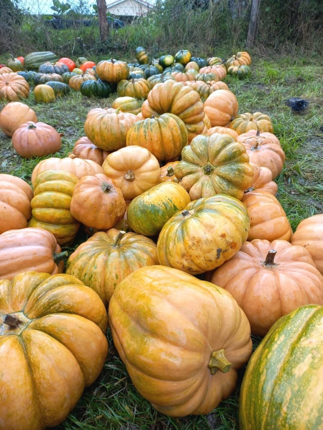 Courge à pied