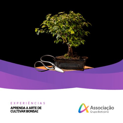 EXPERIÊNCIA DA ARTE DE CULTIVAR BONSAI
