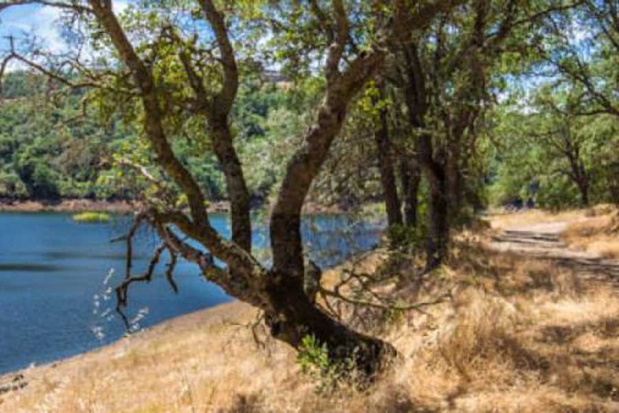 Folsom Lake Sweet Water Trail Run