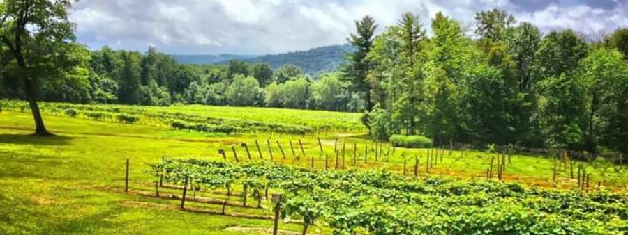 French Ridge Vineyards 5k Logo