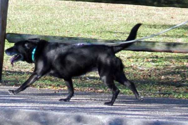 Fur Fest 5k 2025 Logo