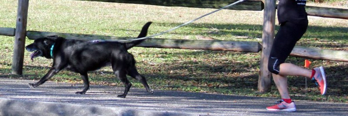 Fur Fest 5k 2025