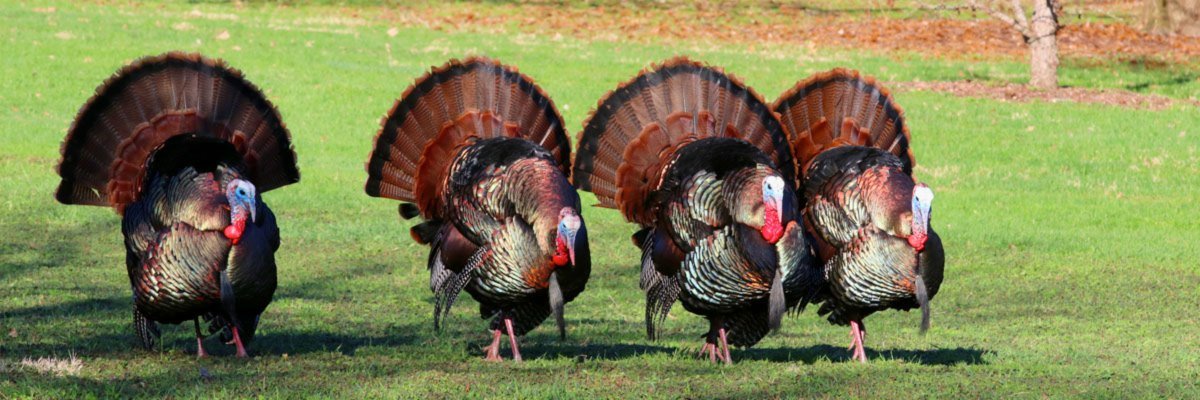 Glenview Gobbler 5K Run/Walk and Dash