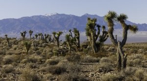 Grandmaster Ultras 2026 Logo