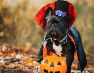 HALLOWEEN MUTT STRUT 2 Mile WALK