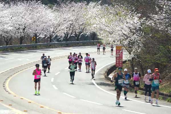 Hapcheon Cherry Blossom Marathon