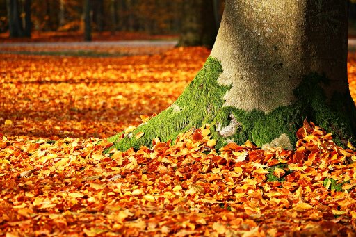 Herbst Spezial 6.0 Logo