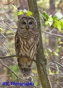 Hoot Done It? A Meeks Mountain Evening Owl Investigation Logo