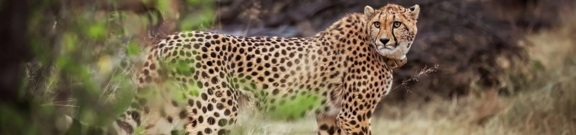 Howletts Cheetah 5k