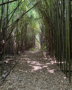 Kettle Cooker Five & Dime Trail Race Logo