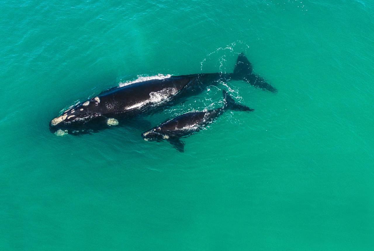 Merrell Whale of Trail Logo