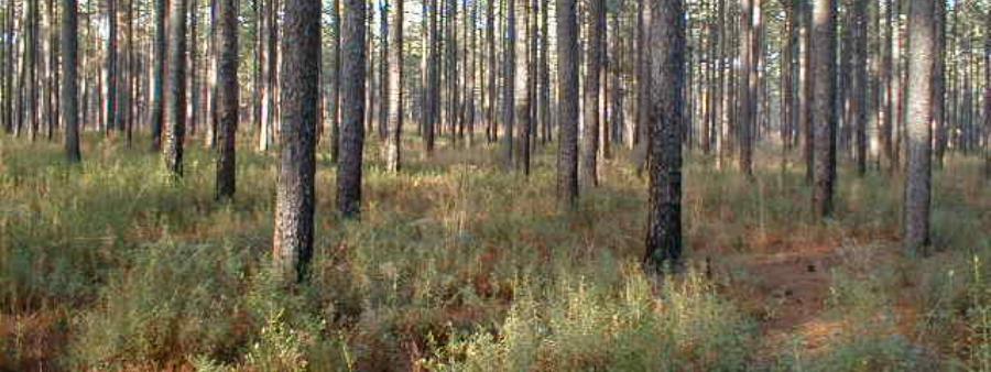 Mississippi Trail 50